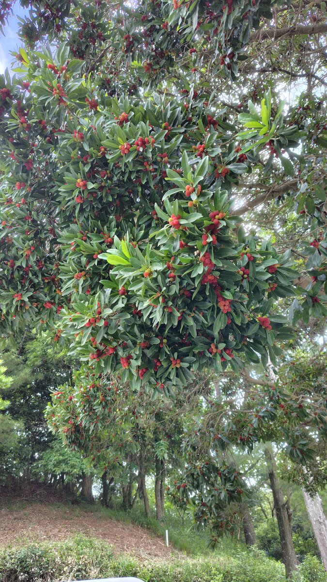 SPADA502's tweet image. 前よりは良かったものの、ショットが安定しない。今日はOB1だったものの、バンカー6回いれて8回打った😭
ウッドもUTもちゃんと当たらない🤔
左手の親指が痛くなるので、今月から10本指で握るように変えて、最近は
練習場ではまぁまぁ当たるようになってきたんだけどなぁ🤔🤔
#ゴルフ好き