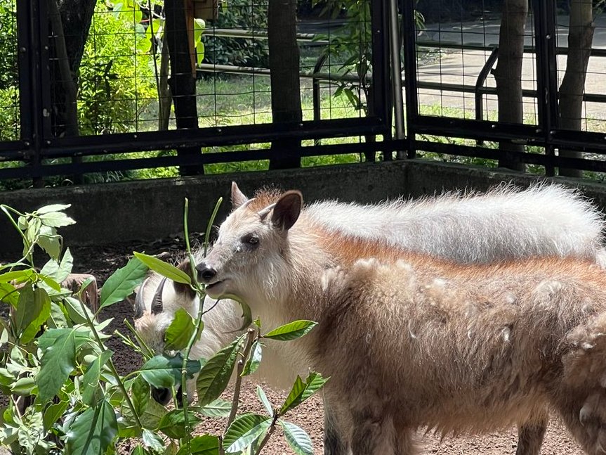 ／
本日で1才になりました～！
＼

#ニホンカモシカ のムツは昨年6/21生まれ🎉
奥に並んでいるのは父親のムム。ニホンカモシカはだいたい3才でおとなになりますが、すでに体の大きさは父に近づきつつあります🎈

今は夏に向けて換毛中、これからも元気にすごしてほしいですね。
#文化園かもしかだより