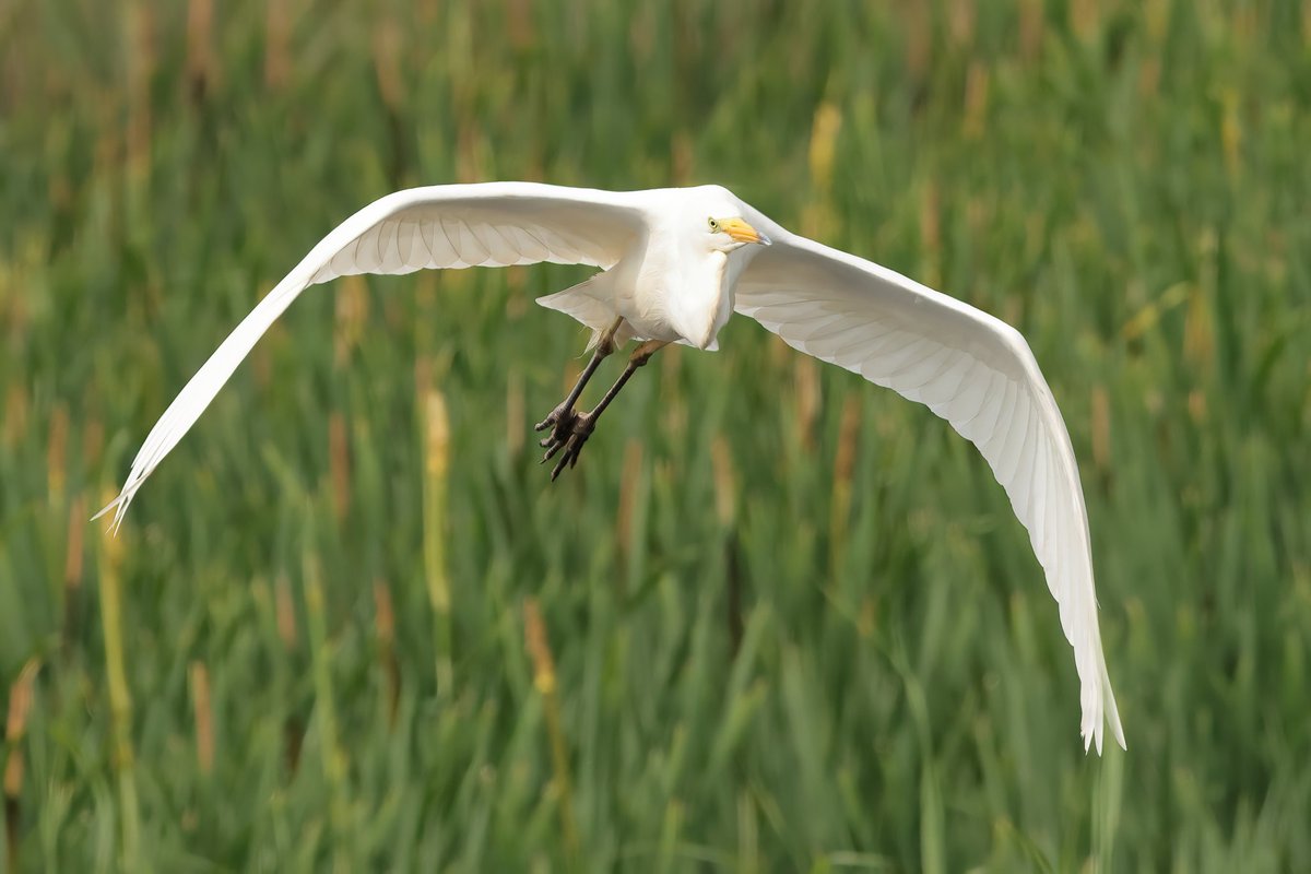 Jthomas123Jay's tweet photo. Great White Egret in Flight
#rspbhamwall https://t.co/iU7BRFYReK