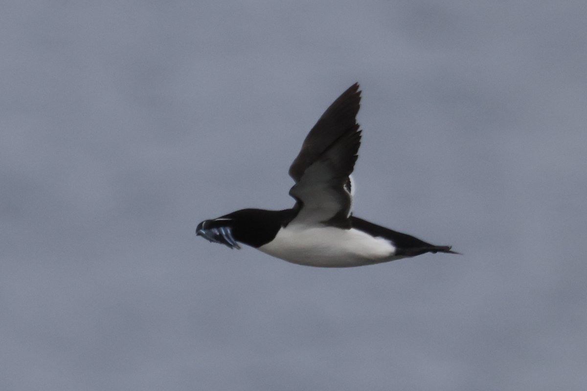 This is what i wanted out of my trip this week, Puffins with beaks full of Sand Eels and i wasn't disappointed. And as a bonus i got a Razorbill with Sand Eels <a href="/Bempton_Cliffs/">RSPB Bempton Cliffs</a> too.

#birds #naturephotography #birdlife #birdphotography #wildlife #ukbirding <a href="/Natures_Voice/">RSPB</a>