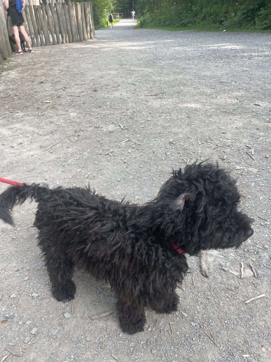 Lola volunteering for first time ⁦<a href="/hillsforestpr/">Hillsborough Forest parkrun</a>⁩