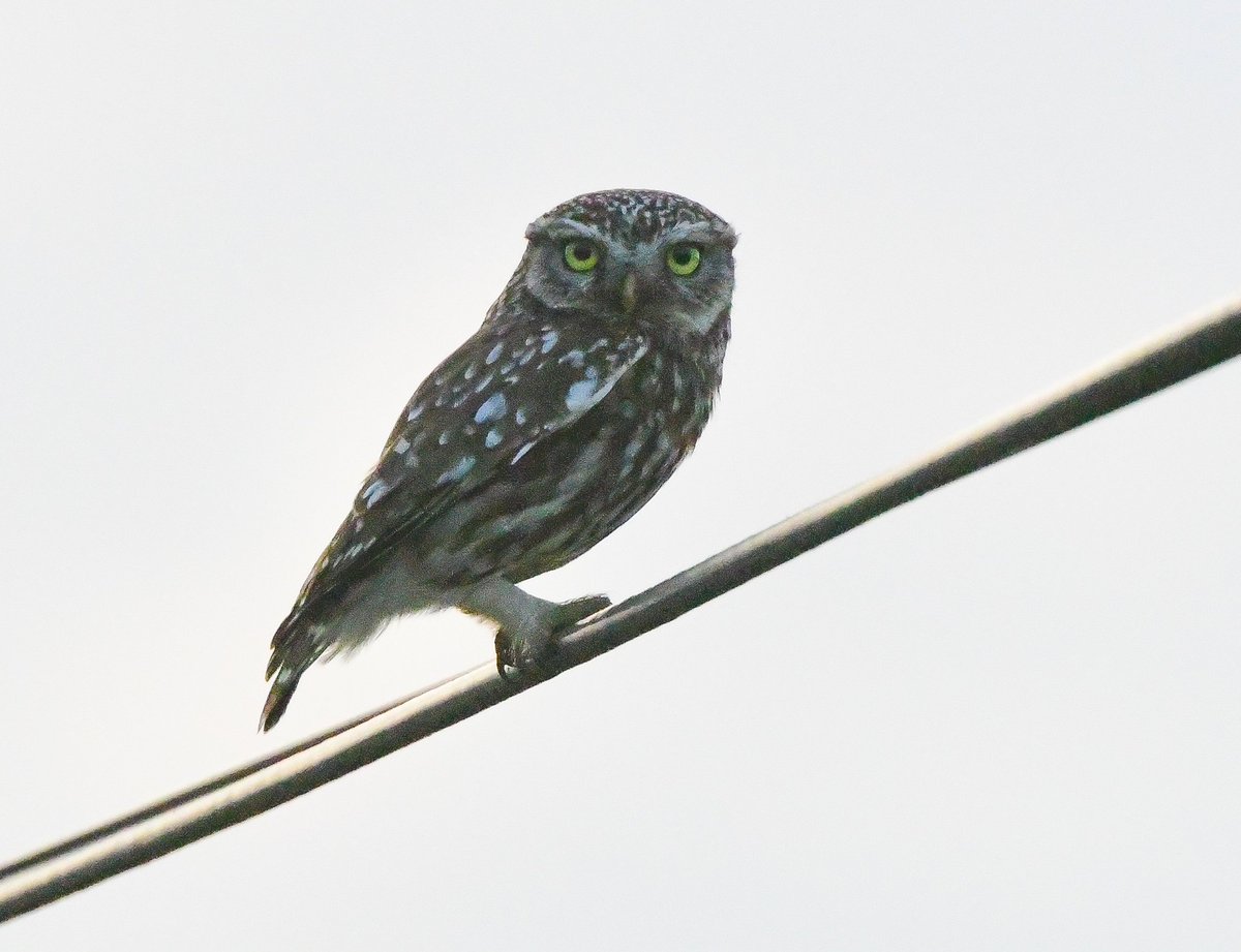 Keith Davison (@badgeman49) on Twitter photo Ring Ouzel in Teesdale and Little Owl near Bishop Auckland yesterday evening <a href="/teesbirds1/">teesbirds</a> <a href="/DurhamBirdClub/">Durham Bird Club</a> <a href="/Natures_Voice/">RSPB</a> <a href="/bbcwildlifemag/">BBCWildlifeMagazine</a> <a href="/BBCSpringwatch/">BBC Springwatch</a> Ring Ouzel in Teesdale and Little Owl near Bishop Auckland yesterday evening <a href="/teesbirds1/">teesbirds</a> <a href="/DurhamBirdClub/">Durham Bird Club</a> <a href="/Natures_Voice/">RSPB</a> <a href="/bbcwildlifemag/">BBCWildlifeMagazine</a> <a href="/BBCSpringwatch/">BBC Springwatch</a>