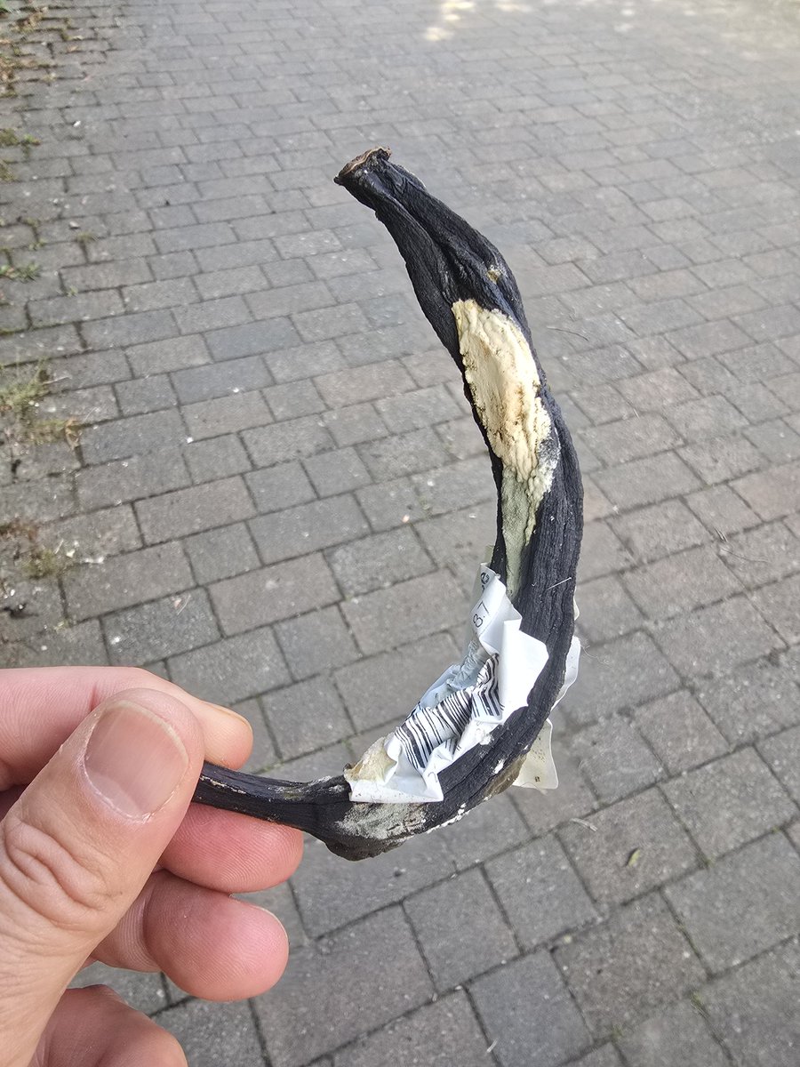 JlpRoger's tweet image. Stupidly cleaning car used by teenagers. I thought a pack of raspberries spilled everywhere a week ago in the back seat was the worst..and then I found this..