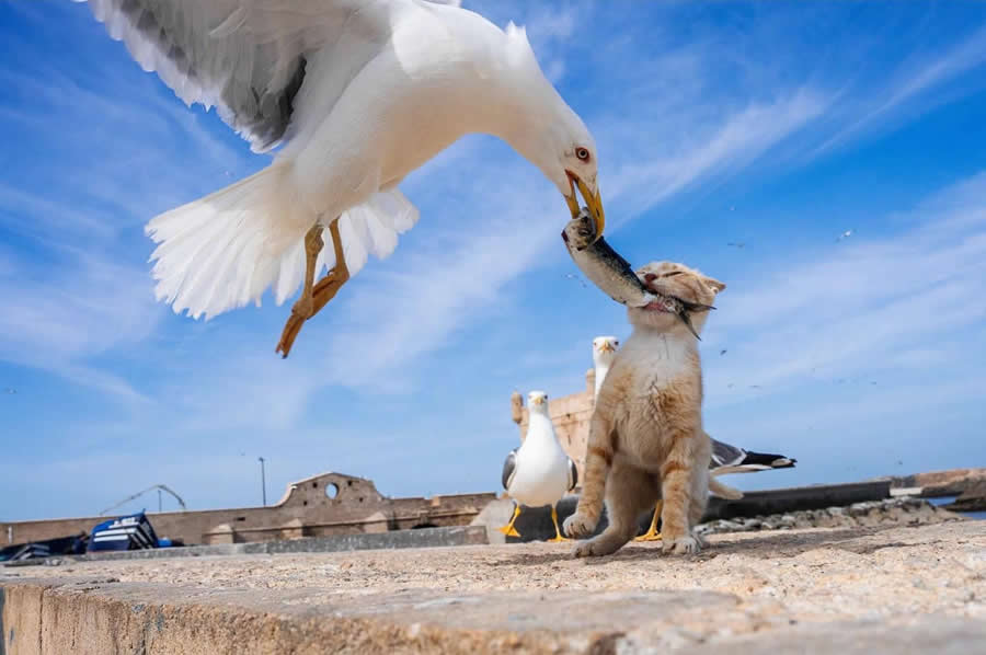 🐈🐈‍⬛🐈#Caturday🐈🐈‍⬛🐈

T.Pratoomwong 📷
"The fish is mine ... noooo, it's mine"

<a href="/gigliointi/">Gigliola</a>
<a href="/GuernseyJuliet/">Alessandra Bertuzzo #facciamorete</a>
<a href="/LunaLeso/">Luna</a>
<a href="/AlessandraCicc6/">Alessandra Ciccolini</a>
<a href="/gherbitz/">Claudia 🐾🐧🐱</a>
<a href="/j_ferris221629/">Jane Ferris</a>
<a href="/DEOLINDAMA93701/">Maria Alves</a>
<a href="/ValerioLivia/">Livia Valerio</a>
<a href="/JohnLee90252472/">John Lee</a>
<a href="/annamarylight/">Annamaria</a>
<a href="/Rebeka80721106/">Rebeka</a>