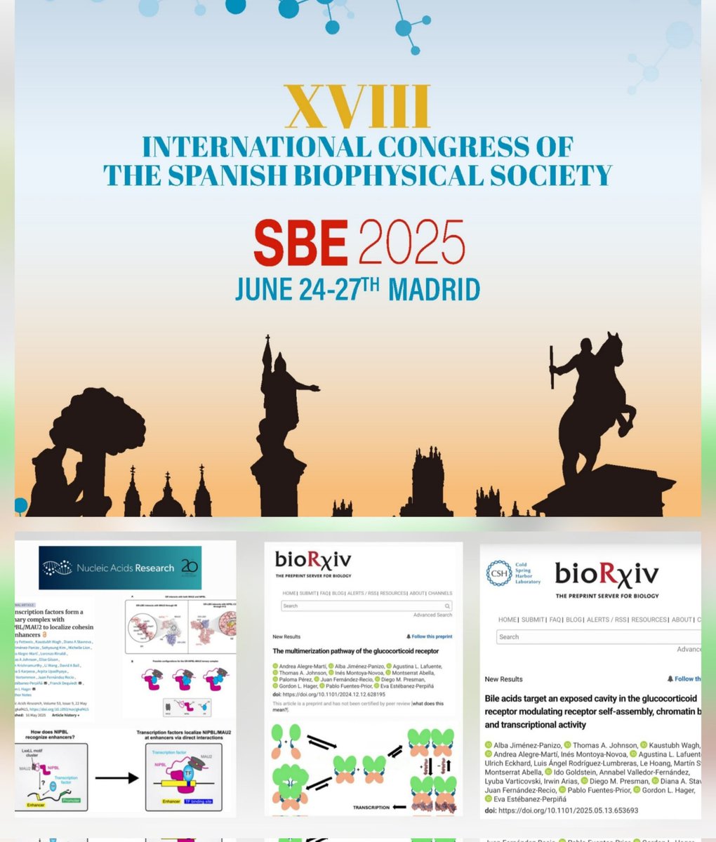 @EstebanezLab (@eva46653369) on Twitter photo 📢 Next week we show at the Sociedad Biofísica Española (SBE) Congress in Madrid our last papers. Come visit Alba Jiménez, Andrea Alegre & me at our 3 posters on GR multimerization; GR-Nipbl-Mau2 & GR modulation by bile acids. Special gratitude to <a href="/PabloFuentesP/">Pablo Fuentes-Prior</a> Hager Lab & Colab 📢 Next week we show at the Sociedad Biofísica Española (SBE) Congress in Madrid our last papers. Come visit Alba Jiménez, Andrea Alegre & me at our 3 posters on GR multimerization; GR-Nipbl-Mau2 & GR modulation by bile acids. Special gratitude to <a href="/PabloFuentesP/">Pablo Fuentes-Prior</a> Hager Lab & Colab