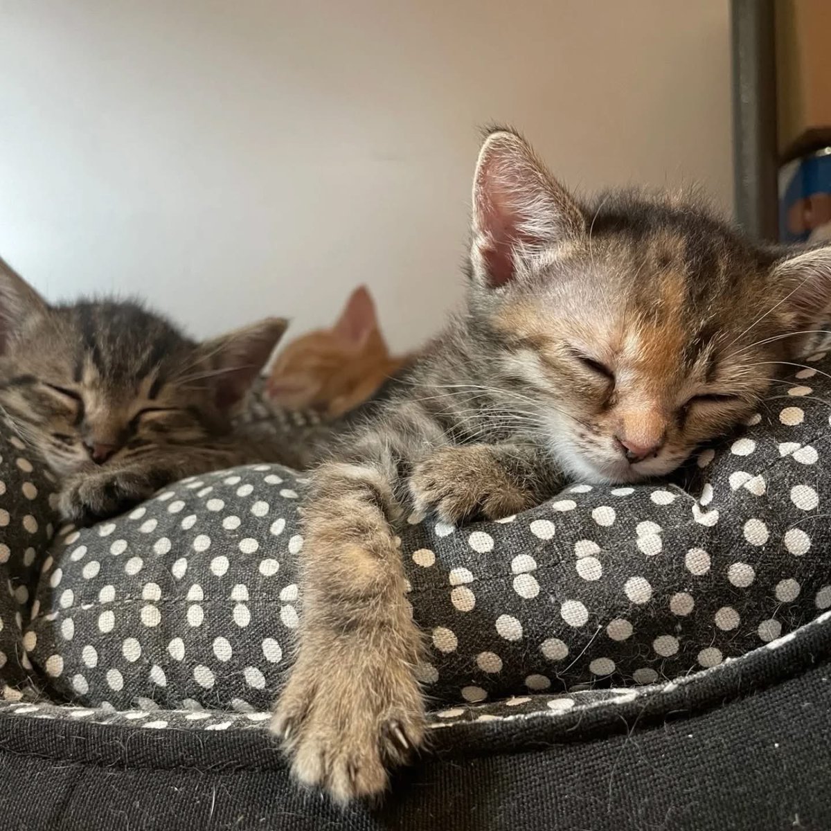 Novosadska ekipa!
Mališani rastu, imaju oko 8 nedelja. Zdravi, primili prvu vakcinu i naučeni na posip. 
Nađeni su dok još nisu progledali, u kartonskoj kutiji, u visokoj travi, pred najavljivano nevreme.Taj ko ih je ostavio nije mario za to,važno mu je bilo samo da ih se reši.⬇️