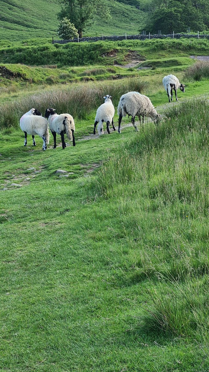 Good morning fellow Christians! Jesus is the Good Shepherd to his sheep who have gone astray! Hallelujah!