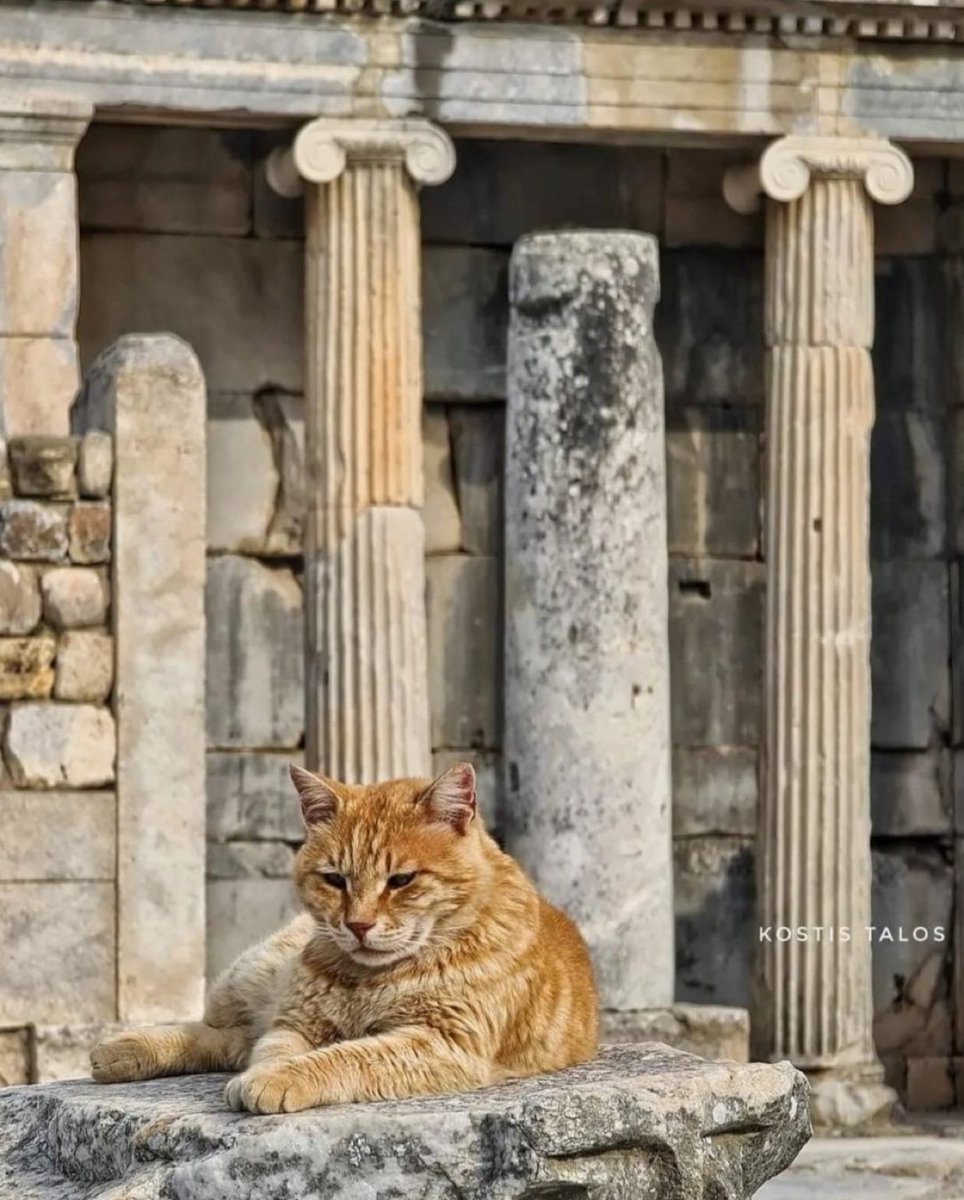 GrecianGirly's tweet photo. 🏛 Ephesus Cat 🐈
#EphesusCats #ClassicalCats #Caturday 📷 Kostis Talos https://t.co/BFGi8tyaA8