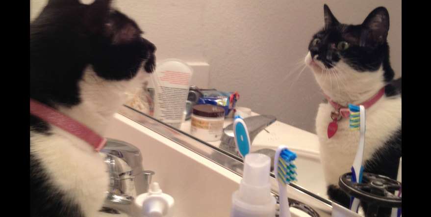 ingebor7's tweet image. "#Katzen und #buecher - Mehr braucht man nicht zum Leben." #Anonym
Bei allem Respekt für obiges #Zitat: 
Man braucht auch einen Lieblings-Menschen und einen guten Freund oder eine gute Freundin.