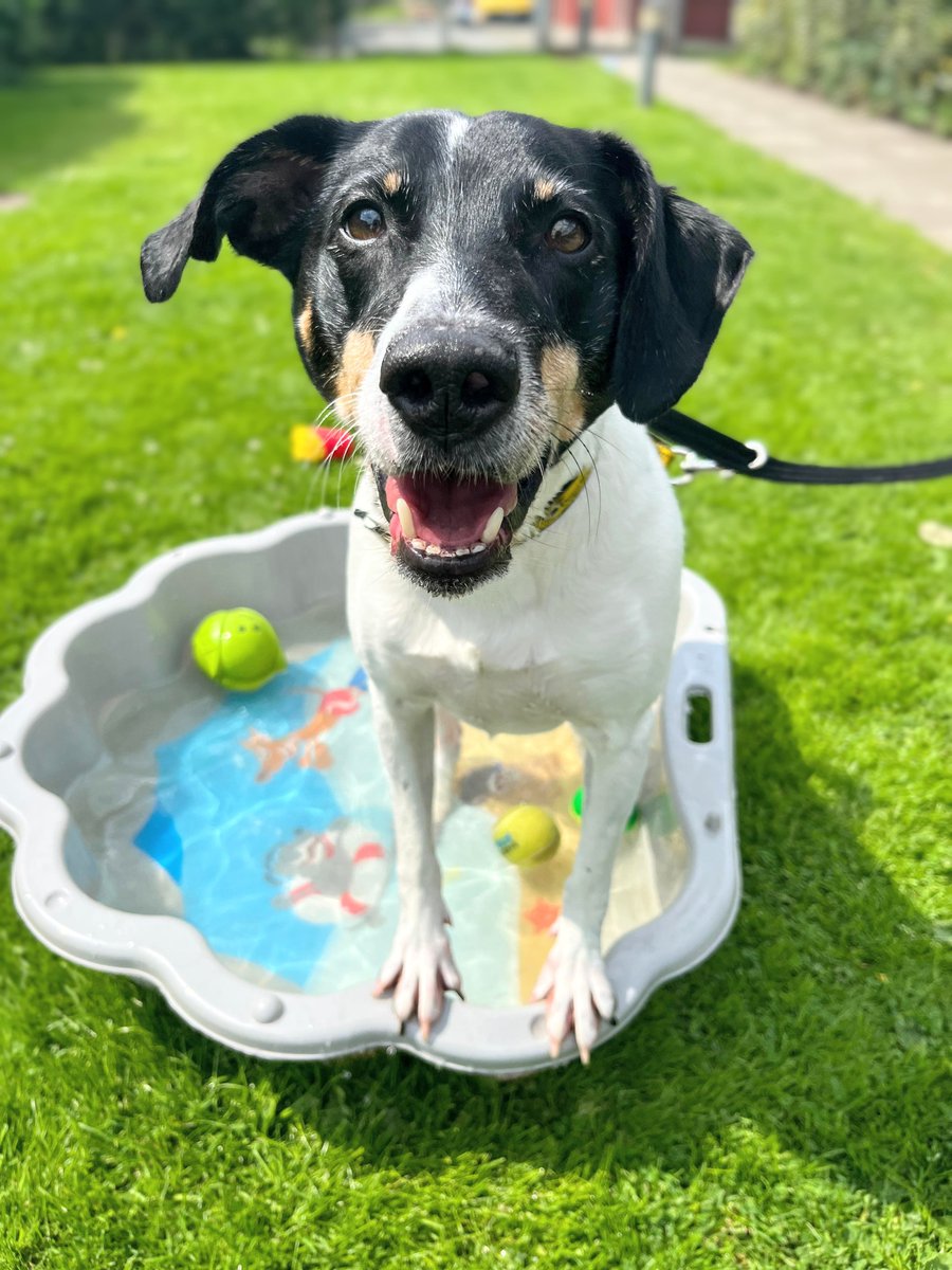 Jasper loves the water and loves snorkelling to find treats! 🤿🤩

Please keep your dogs safe in this hot weather and avoid walking in the heat of the day. We are open but we will be prioritising getting our dogs out as early as possible, and adapting to the weather 😎☀