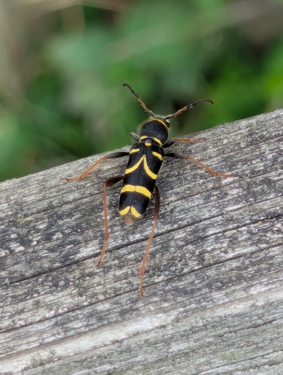 The wasp beetle is a harmless master of disguise 🪲⚠️
It mimics a wasp’s colours and jerky movements to fool predators.

📍Spotted at Queendown Warren by our Area Warden, Rob.

Plan a visit: kentwildlifetrust.org.uk/nature-reserve…

#WaspBeetle #Mimicry #NatureFacts