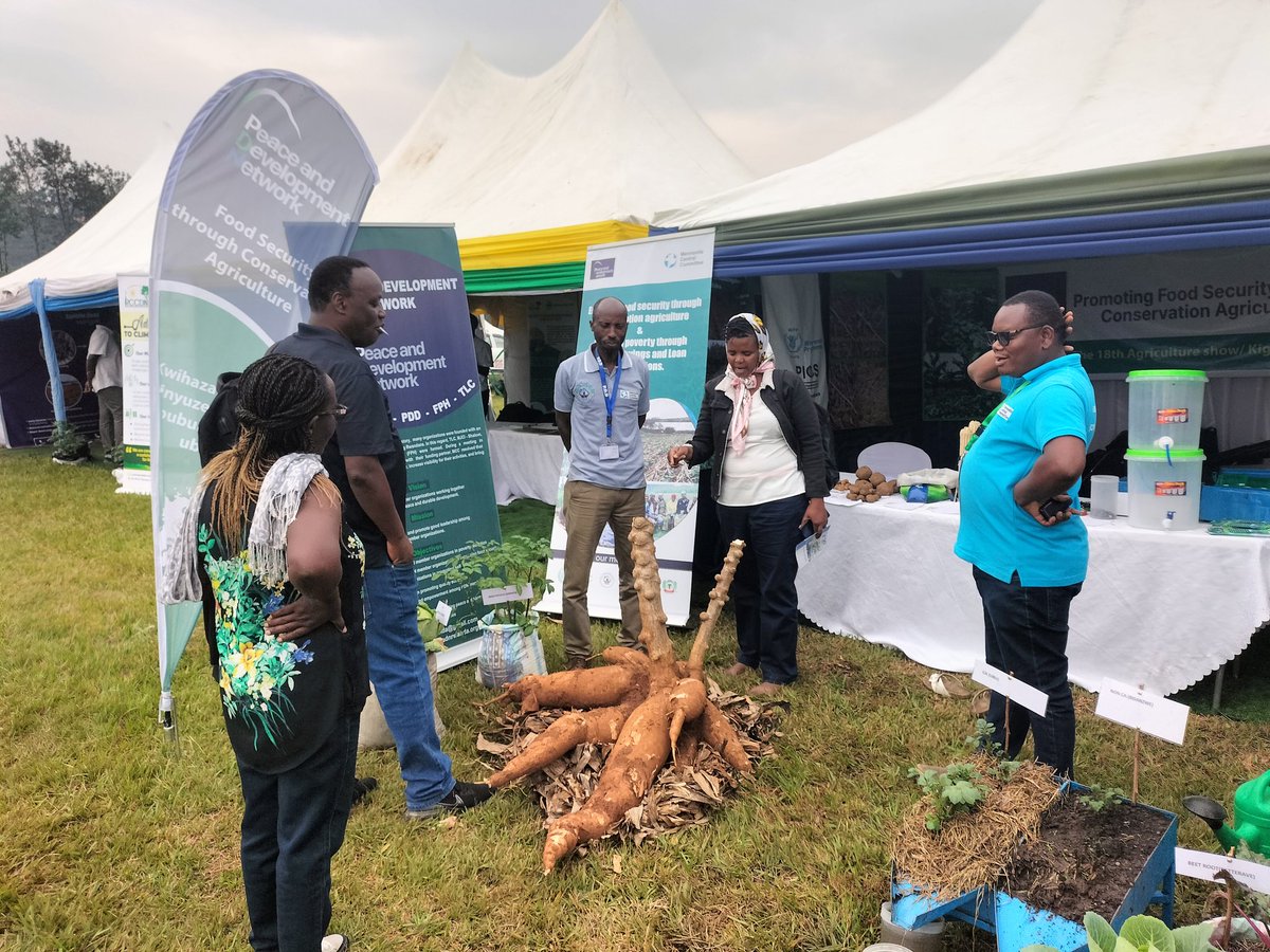 mbutajoe's tweet photo. Everyone was surprised because of this biggest cassava ! It's true. because of Conservation Agriculture @peace_pdn is the only exhibitor with the biggest cassava in Rwanda Agrishow 2025! Find us at Mulindi expo ground to learn more about it.@EllyKajeje https://t.co/pqocXhhscy