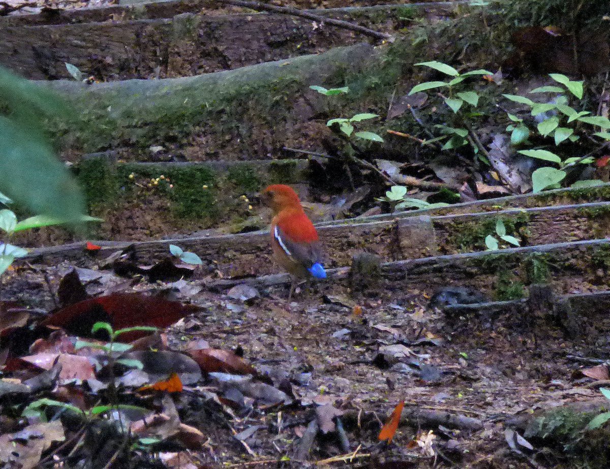 Jessica Haysom, PhD tweet media