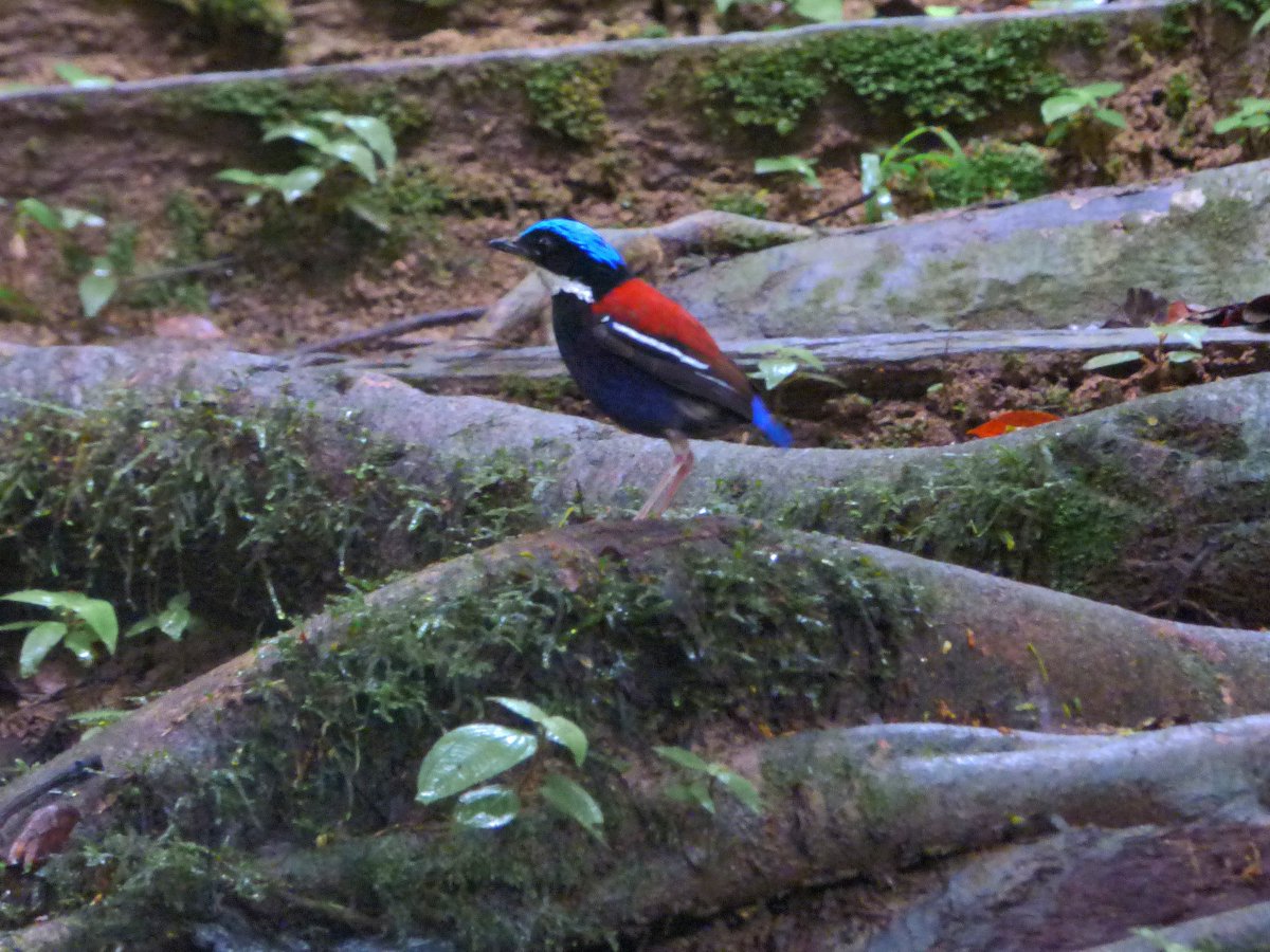 Dawn over Maliau River, and a Blue-Headed Pitta male &amp; female pair (Hydrornis baudii, male has blue head)

The rainforest is full of delights

#Borneo #Jungle #bird #nature #sunris