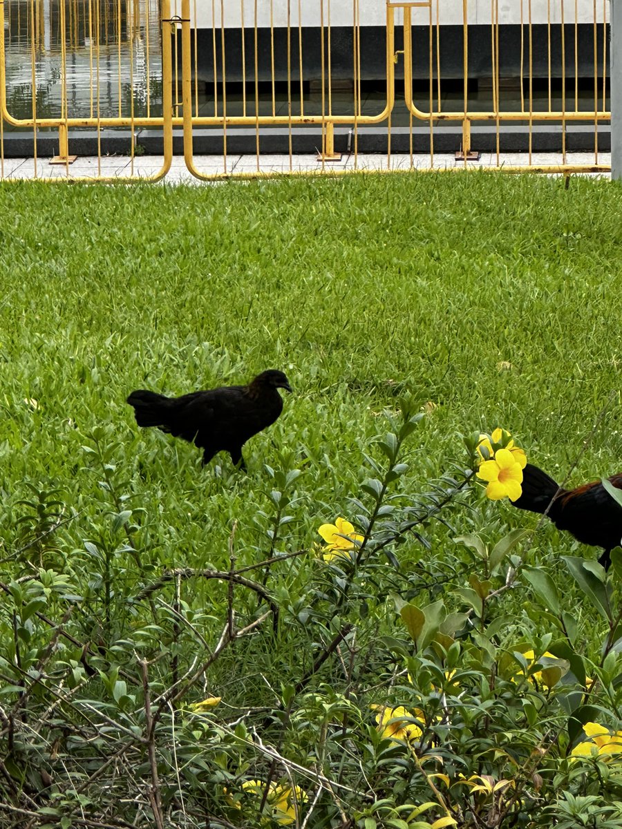 Black chicken at Padang