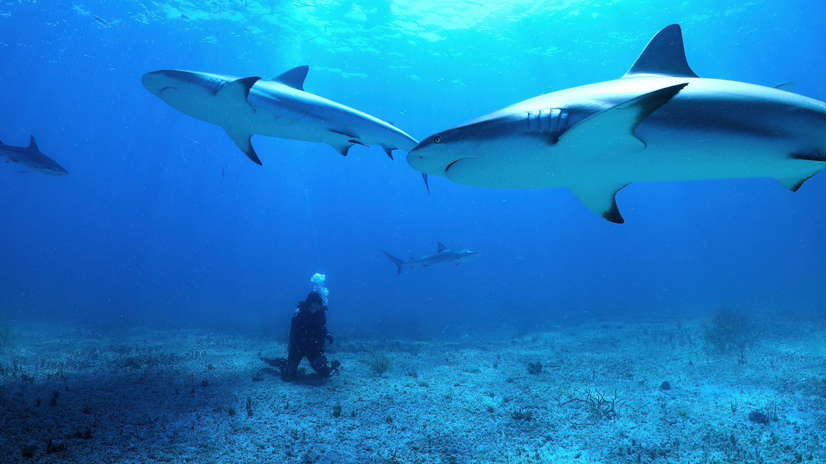 NEWS: All the Sharks: New Netflix Series is Essentially 'Pokémon Snap' but with Sharks!

A new competition series is heading to Netflix soon which will see teams of shark experts travel the world trying to photograph every...

Read more: news.newonnetflix.info/news/all-the-s…