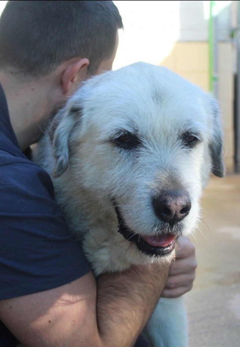Abuelito
"Le cambia la carita
cuando lo sacan a pasear"
Necesita ♥️
un HOGAR 
Sólo #Málaga