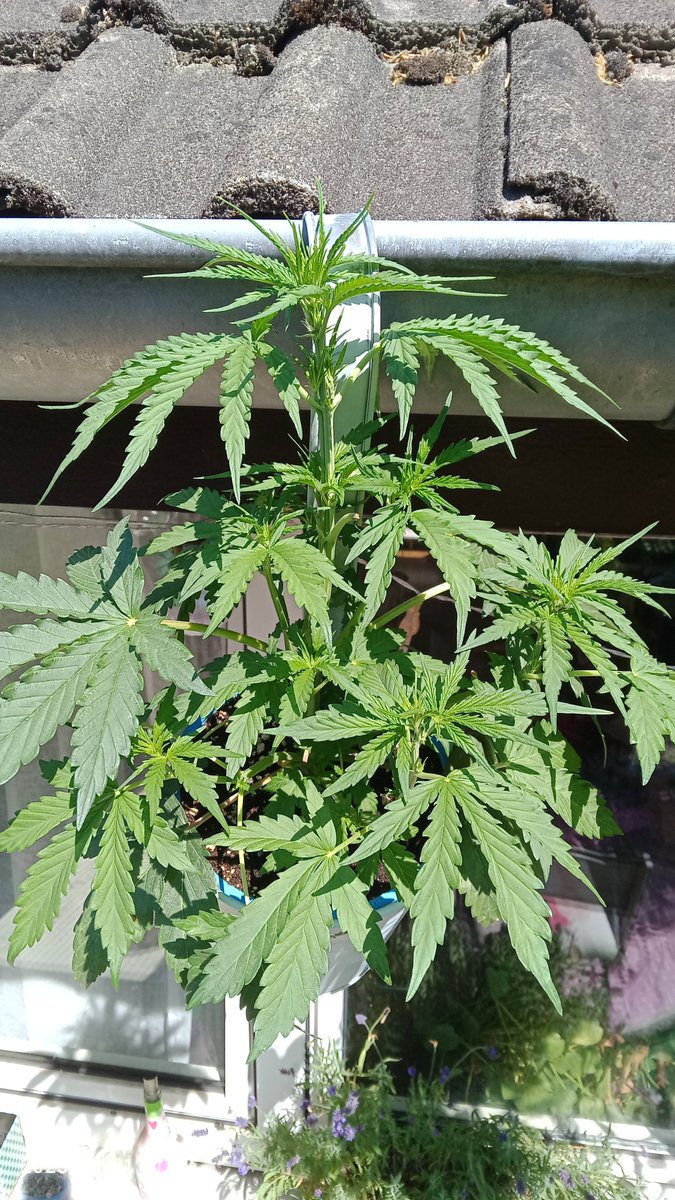 MacCheech (@maccheech1) on Twitter photo High Gromies.
Sommergrow:
Da haben wir Tag 25 für die Strawberry Gorilla und Tag 15 der Blueberry Auto von <a href="/Fast_Buds_De/">Fast Buds DE</a>
Sowie
Tag 23 der Green Posion Auto von <a href="/sweetseeds_es/">Sweet Seeds®</a> Outdoor im 200ml Grow.
Lüppt sag ich mal High Gromies.
Sommergrow:
Da haben wir Tag 25 für die Strawberry Gorilla und Tag 15 der Blueberry Auto von <a href="/Fast_Buds_De/">Fast Buds DE</a>
Sowie
Tag 23 der Green Posion Auto von <a href="/sweetseeds_es/">Sweet Seeds®</a> Outdoor im 200ml Grow.
Lüppt sag ich mal