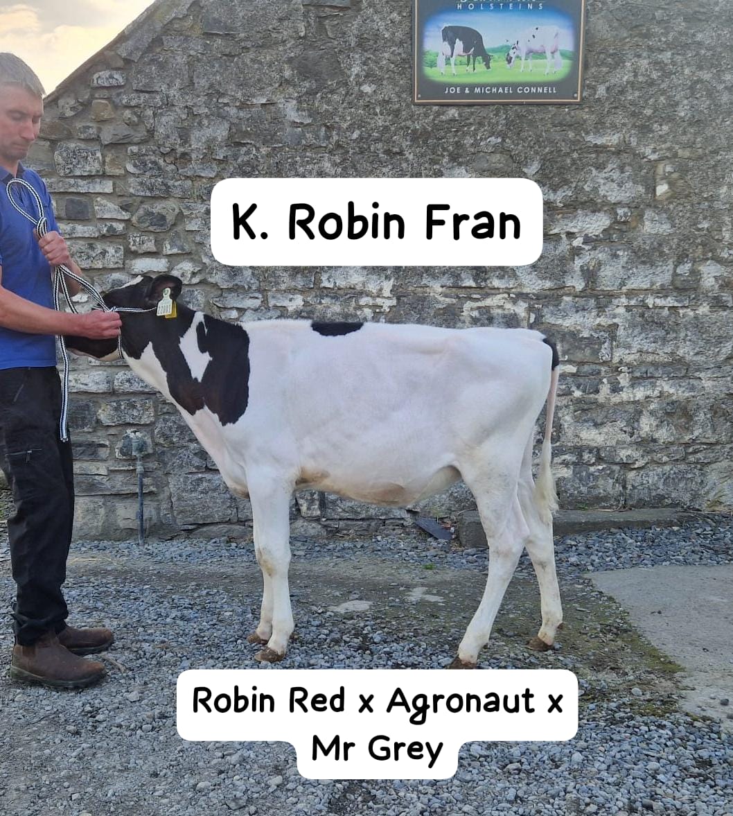 Knockmoules Holsteins tweet media