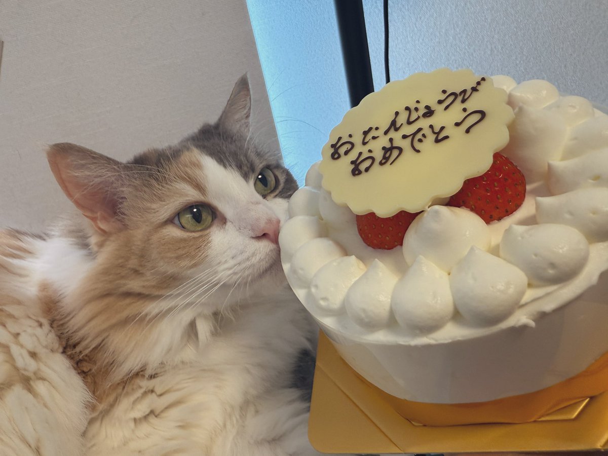 _amatsuki_'s tweet photo. 我が家のアイドルはなちゃん誕生日🎉🎉🎉🎉🎉🎉🎉🎉🎉🎉🎉🎉🎉🎉🎉🎉🎉🎉🎉🎉🎉🎂🎂🎉🎂🎂🎉🎂🎉これからも誠心誠意お世話させていただきます生まれてきてくれありがとう https://t.co/gKCxJ3PDVU