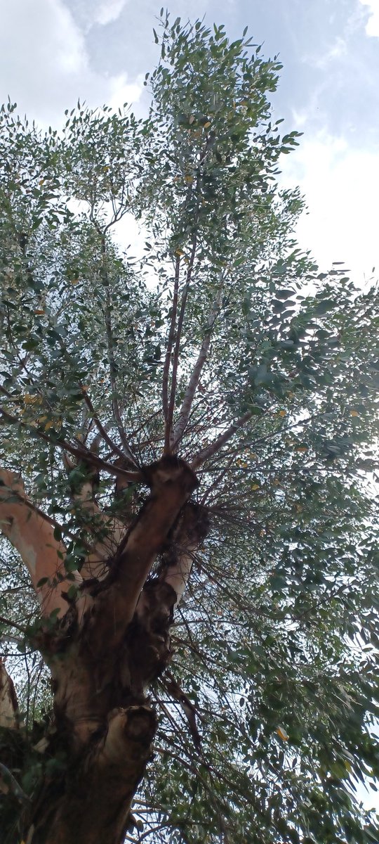 Phrase of the month for June is "bloody tree" . The Eucalyptus sheds leaves and the most pointy painful flower casings before attracting the wasps. The rest of the year it's lovely! #treeissues #Eucalyptus