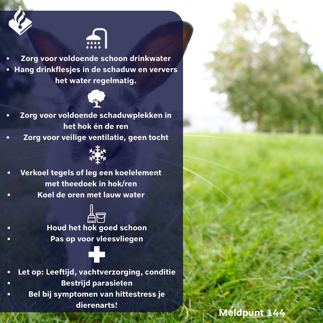 Meldpunt144's tweet photo. Konijnen kunnen niet zweten om af te koelen. Ze raken hun warmte kwijt via hun oren en door rust te houden op koele plekken.
Check de #hittetips in de afbeelding🐇
Bij spoed: ☎️112
Melding maken: 📞144 of vul een meldformulier in online! #linkinbio https://t.co/VCb4qih49C
