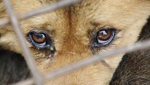 İstanbul Pendik’te bir şahsın, sokak ortasında bir köpeğe cinsel saldırıda bulunduğu anlara ait görüntüler var. 

Vatandaşların ihbarı üzerine polis ekipleri, şahsı gözaltına aldı.