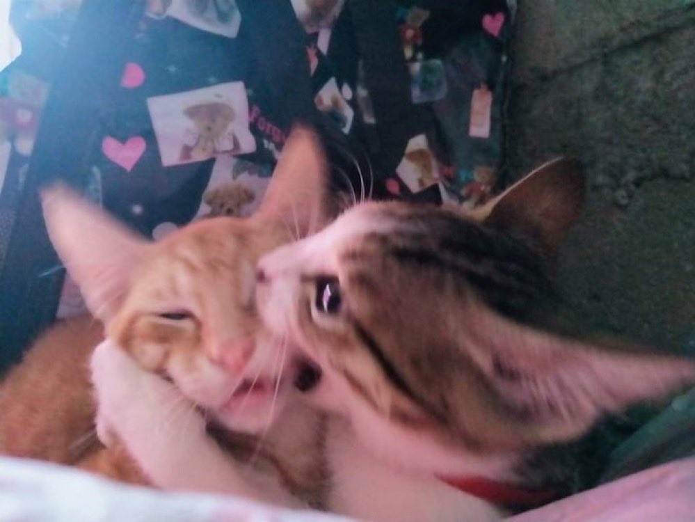 . (@redlightfairy) on Twitter photo 