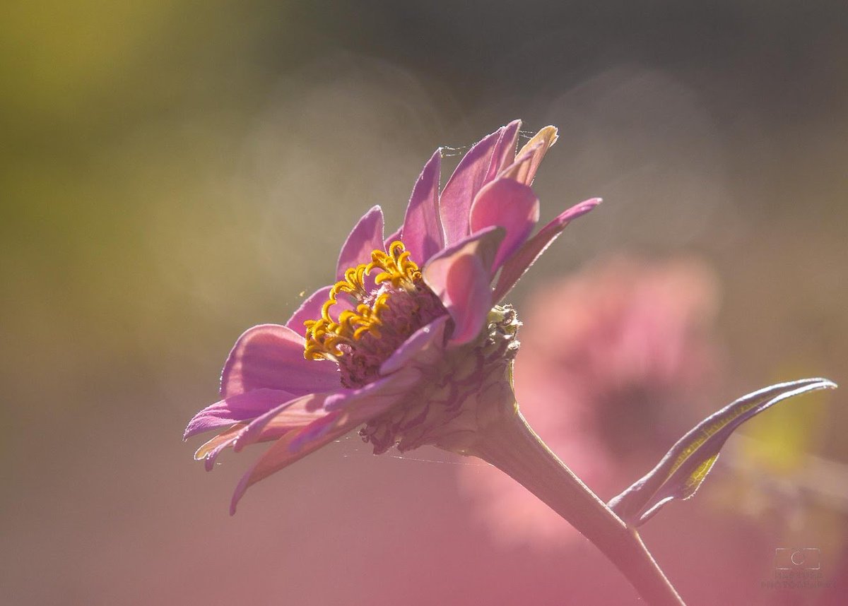 #dag21 het begin van de #Zomer ook in #Junieke_Fotografie door <a href="/bkfotobetsy/">Betsymetcamera 2.0</a>