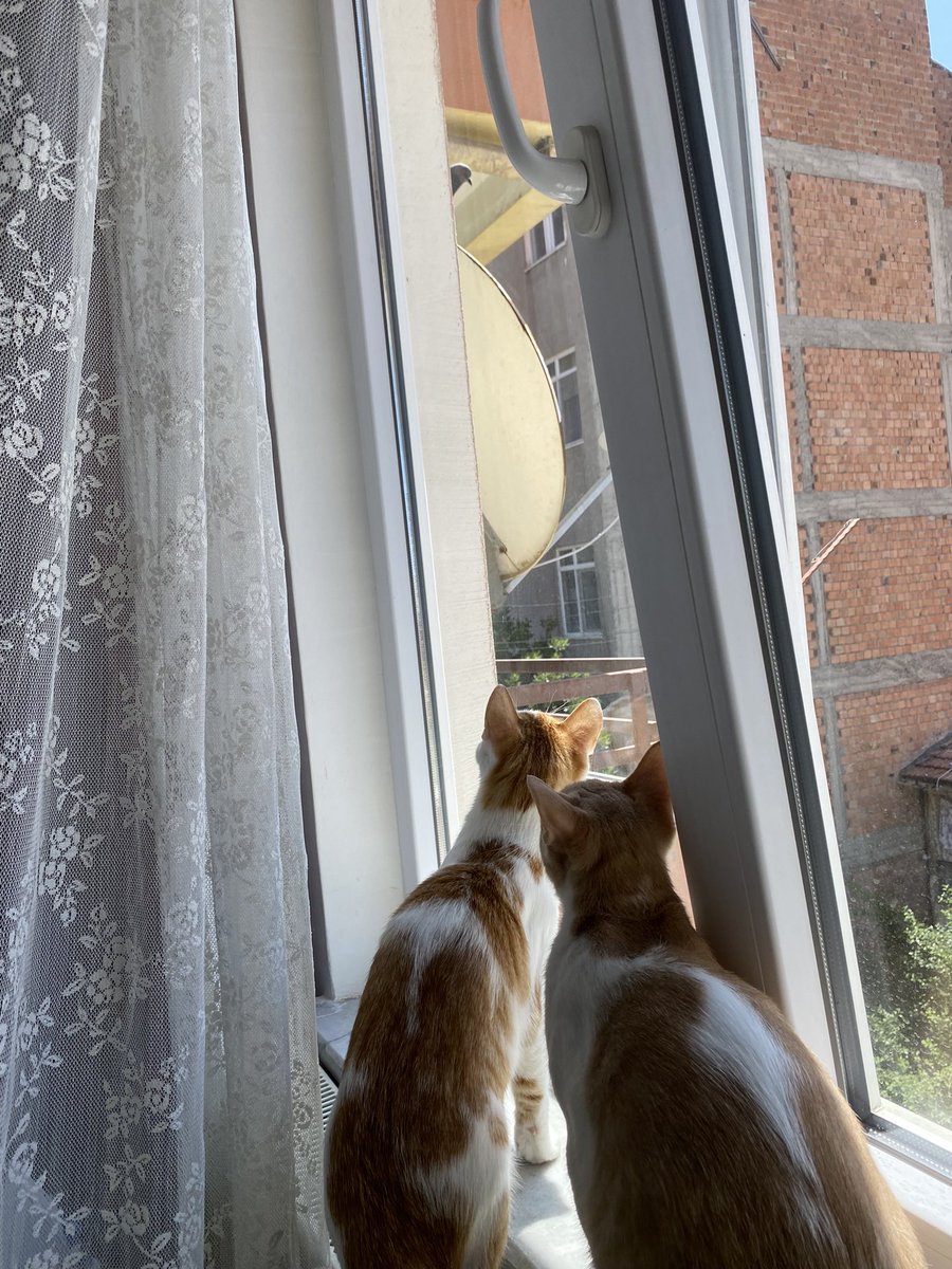 Zemin kat öğrenci evimden sonra yüksek aile evinde kuş izleme keyfi yaşıyorlarrrr