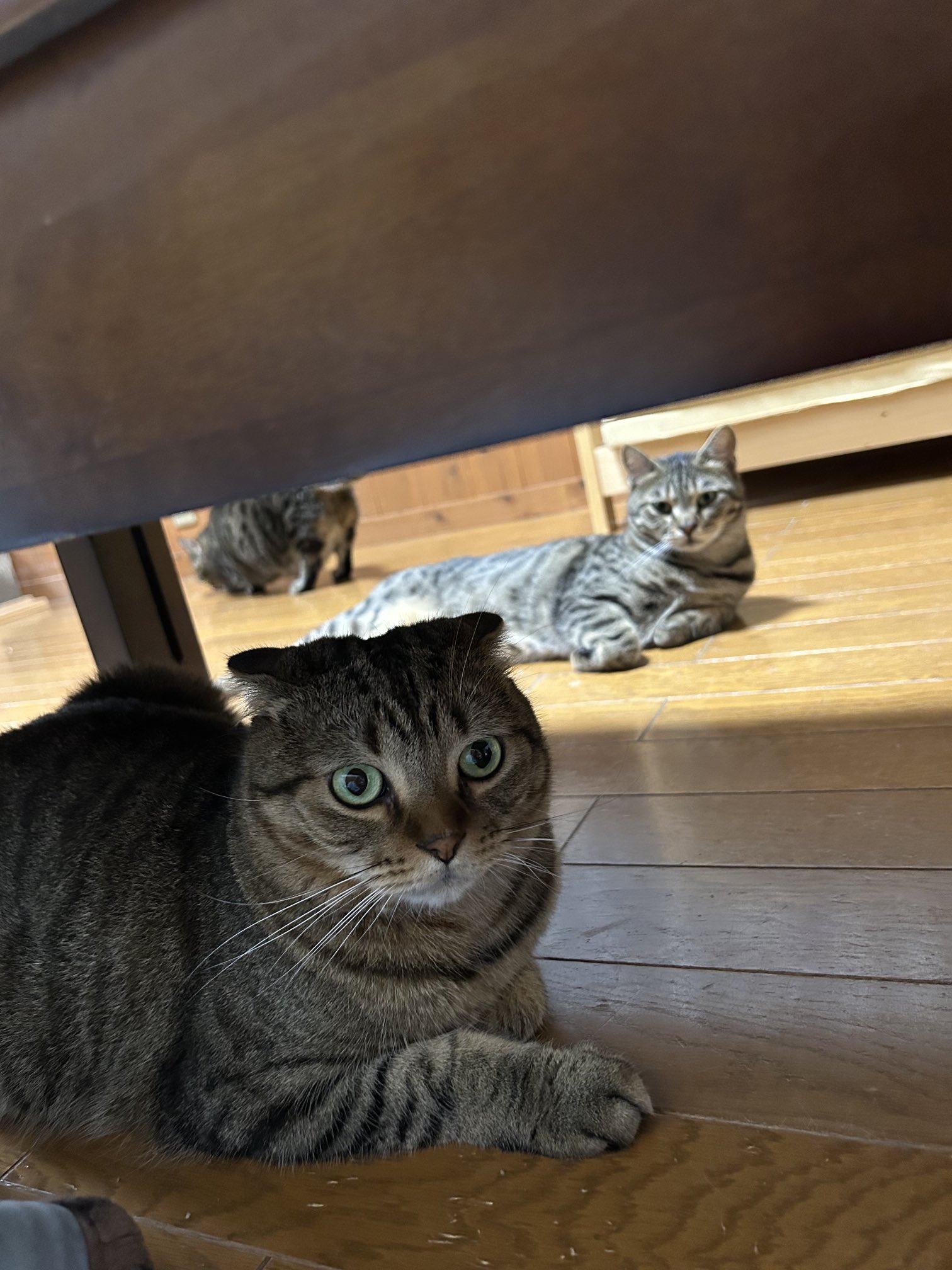 はるねこ - 講談社えほん通信｜講談社の絵本やイベント、読み