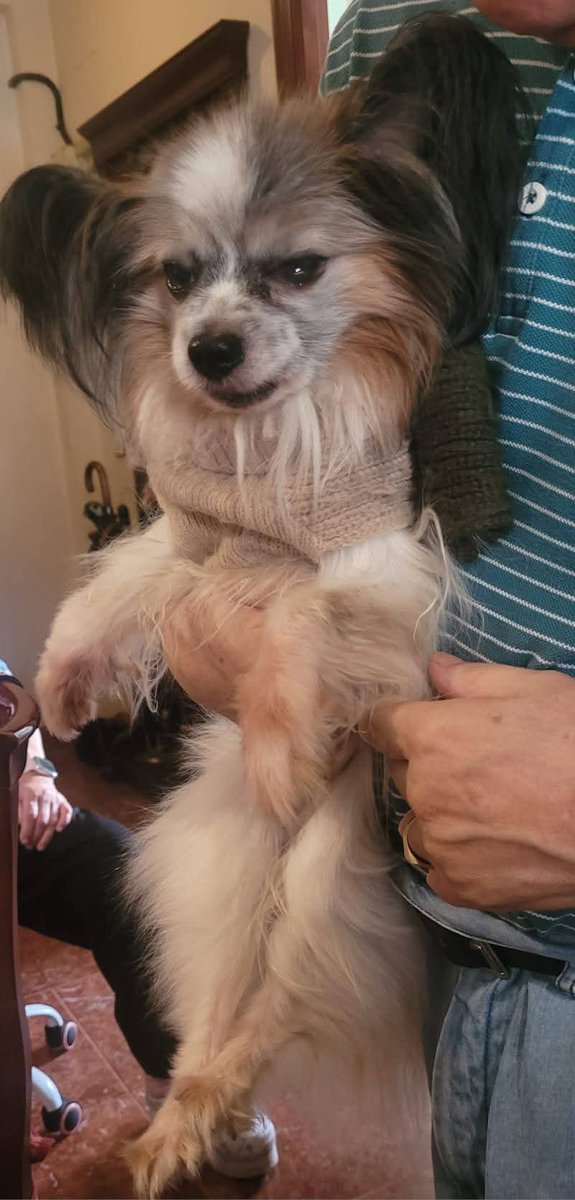 🐾 ¡URGENTE! Buscamos adopción para este abuelito adorable 🐾

Tiene 14 años, es de raza Papillon, tranquilo, dulce y solo necesita amor, una camita calentita y compañía para sus años dorados.

📍Preferiblemente en la provincia de Sevilla.