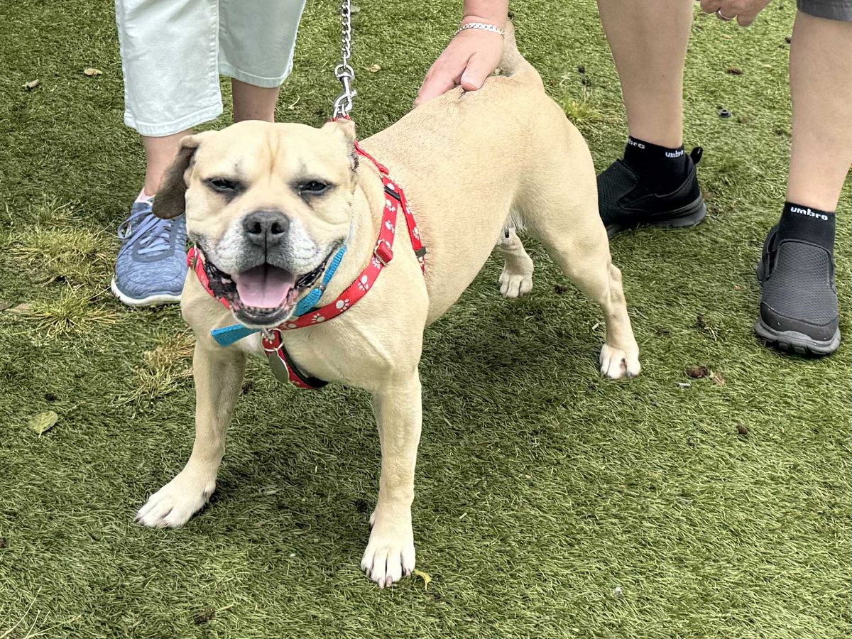 So happy that Cali has now been rehomed and is enjoying life with her new loving owners. 🐶🥰