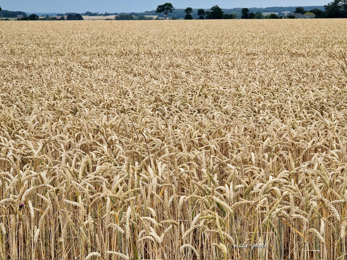 becel_maryvonne's tweet image. J´ai été prise dans une déviation  résultats des courses des blés mûrissant. ROSELINE la maire de Lieuron nous emm☆rde avec ses affaires.  
Ma vie et ma passion fotos.
#lieuron #agriculture  #agriculteurs #recoltes #cereales
#moisson #harvest #blé