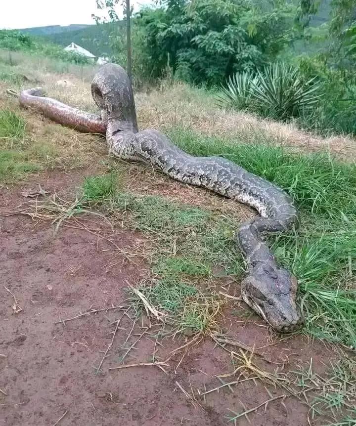 Mbali Mashinini tweet media