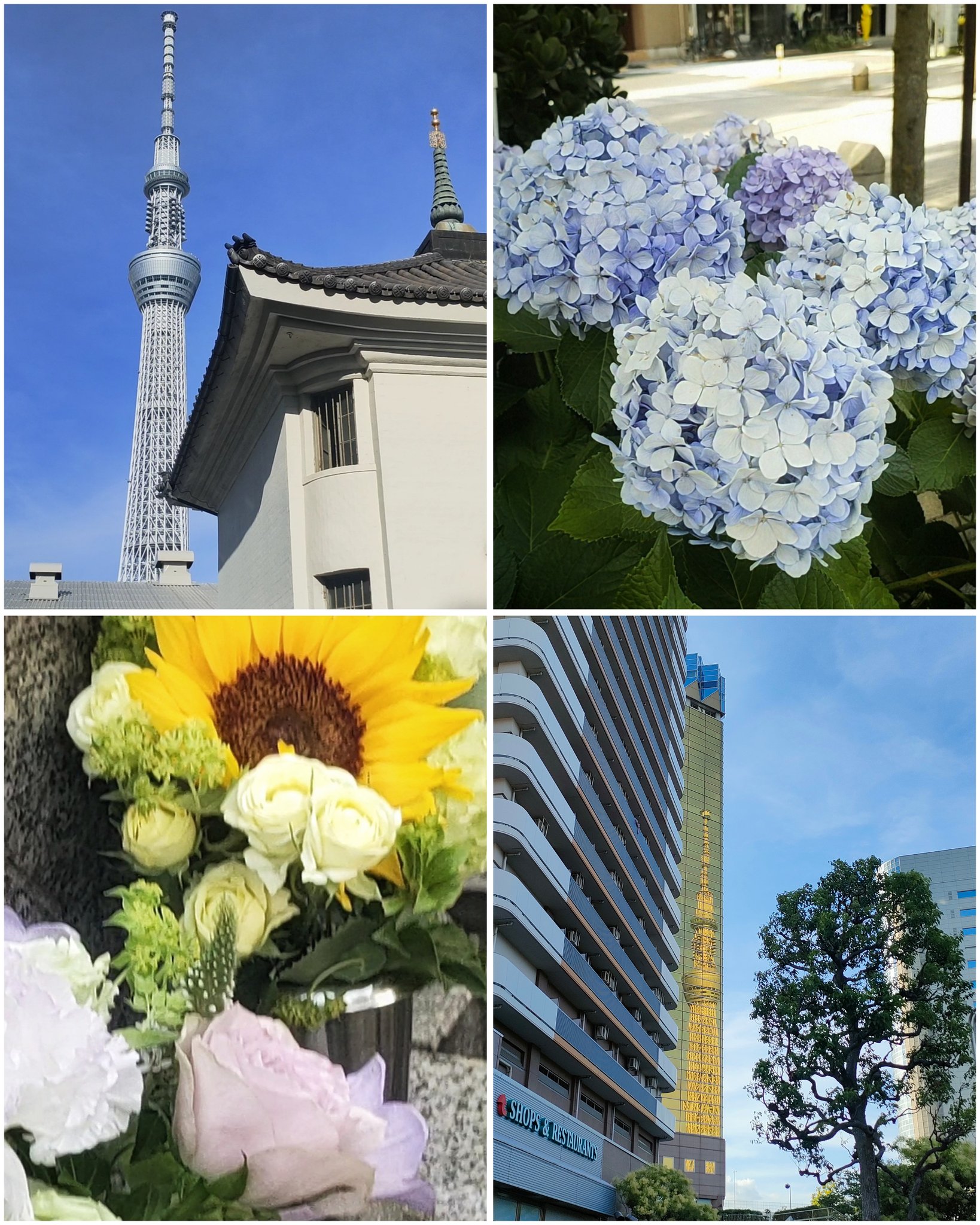 すのぽよ on X: 