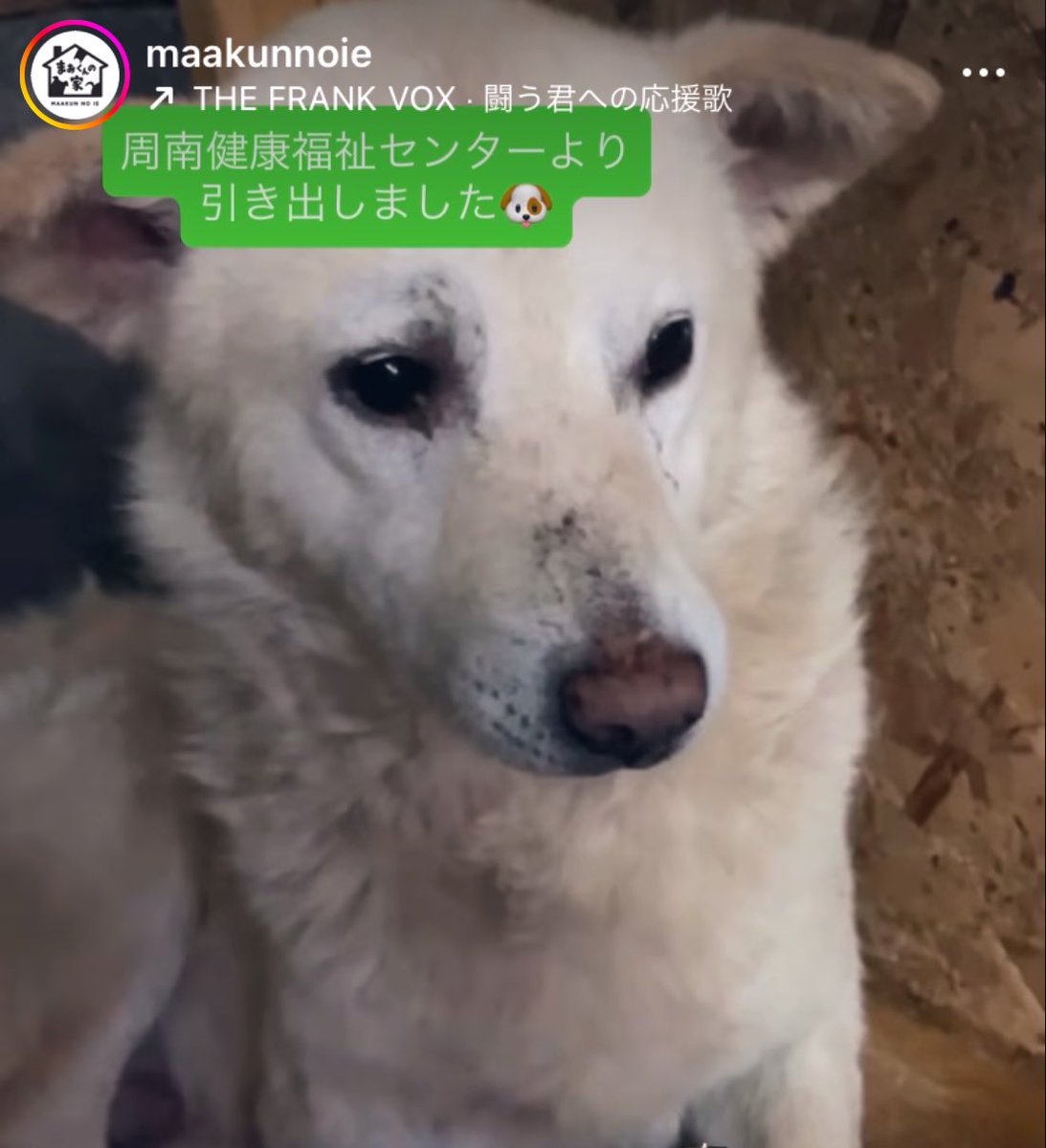 ㊗️引き出されました㊗️

6/19(木)期限、周南健康福祉センター59番♂は『まあくんの家』様が引き出してくださいました🍀🐕✨

病院受診🏥が予定され、体調を整えながら引き続き里親様募集中です🙏

拡散ご協力くださいました皆様、罪なき子達の幸せの為ご尽力くださる全ての皆様に心より感謝いたします🙇🏻‍♂️