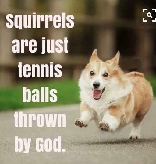 JosephineK1761's tweet image. squirrels
are just
tennis balls
thrown by God.
#CorgiPride #CorgiClub #Corgis #CorgiAdventures #CorgiFun #PrincessWelshCorgi