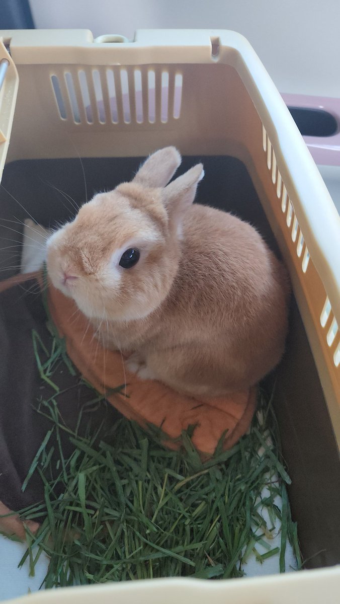 ともみ tweet media