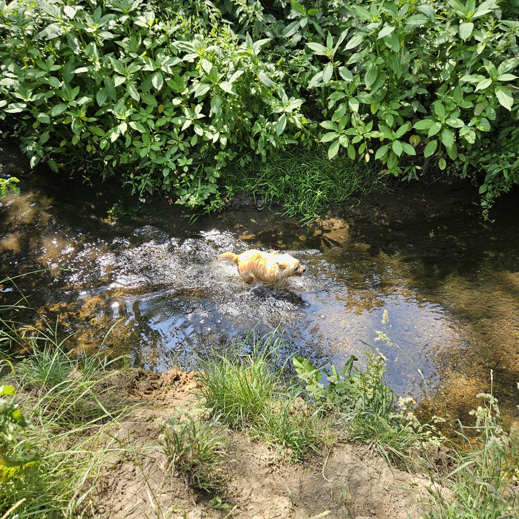 It's the weekend and hot and sunny, woooo! #summer #kent #dogs