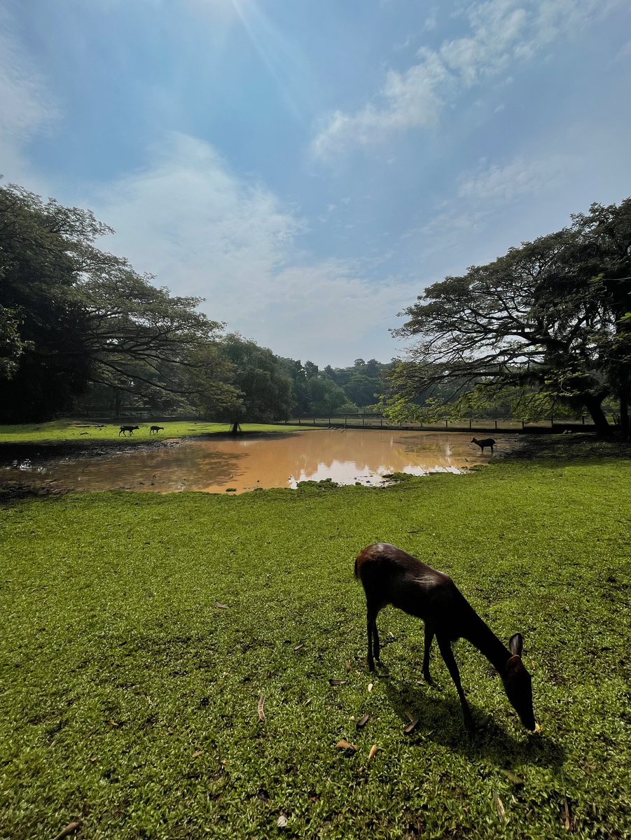 Today I walked 10K steps around the trails