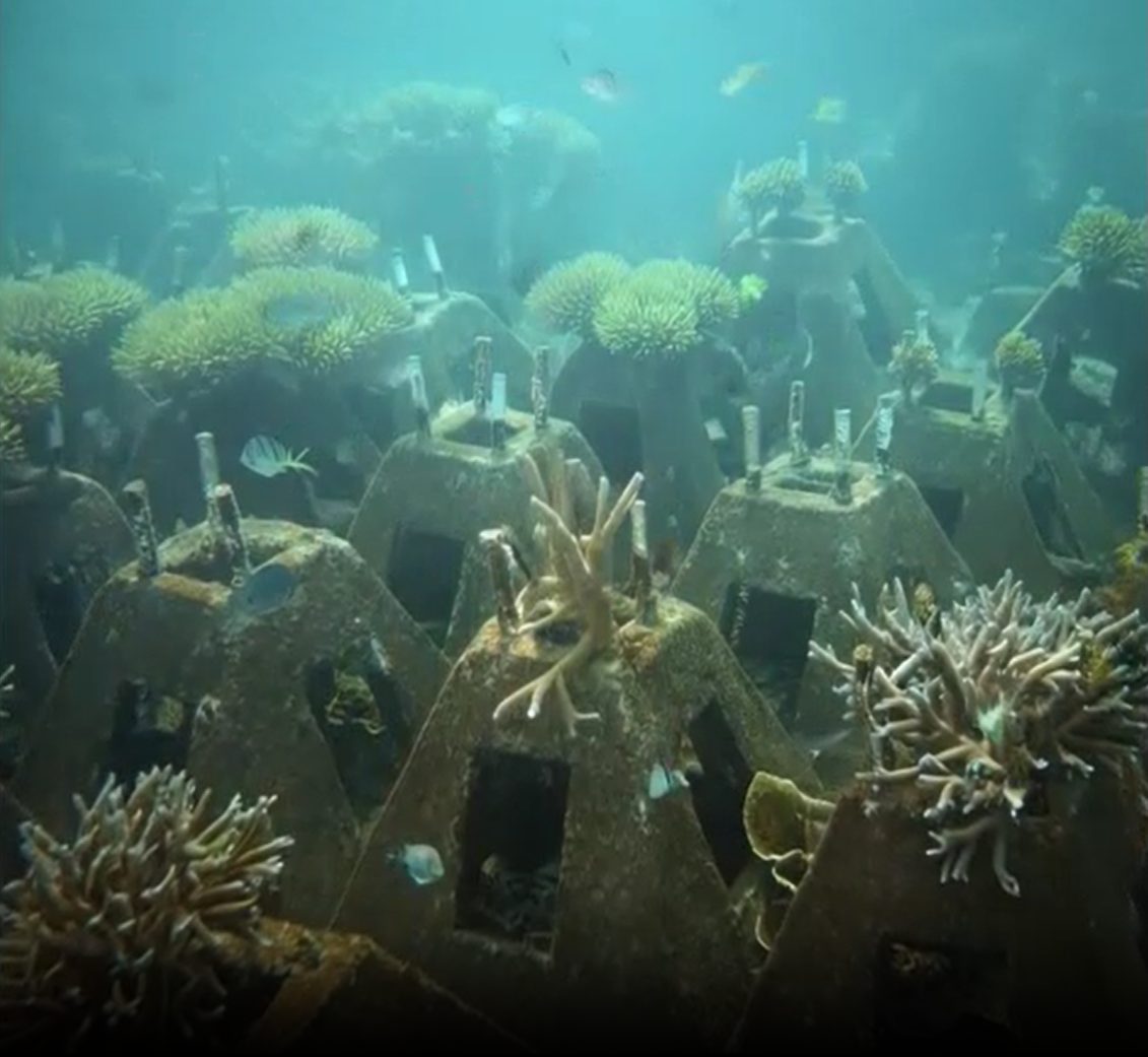 Valkyrias del Mar, cenizas que renacen como arrecifes para dar vida al océano

efeverde.com/cenizas-arreci…