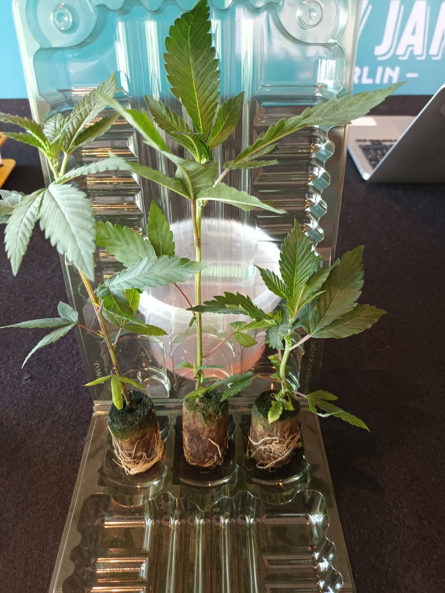 TFKortholm's tweet image. Very cool workshop #cannabis #tissue #culture #lab #maryjaneberlin2025