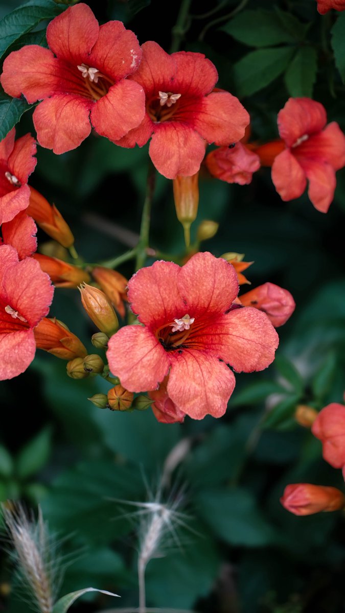 Yuizei's tweet image. 🌺