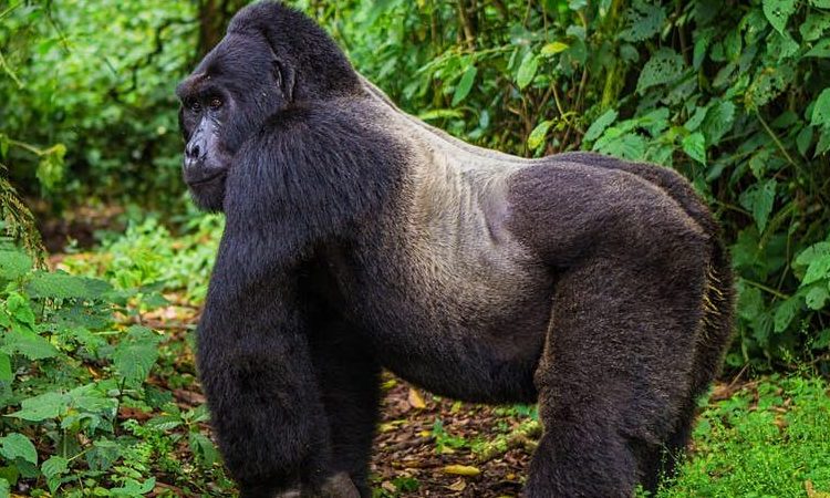 ENyarwa's tweet photo. Deep in Bwindi Impenetrable Forest, giants roam in silence. Meet the majestic mountain gorillas  an unforgettable encounter with nature’s rarest creatures.
#VisitUganda https://t.co/K3R3FrMJRo