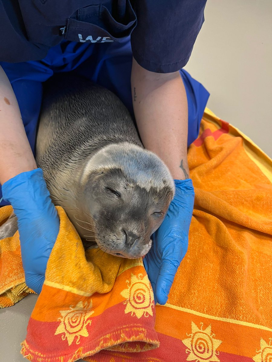 Zeehondencreche's tweet image. This poor seal pup was found by the police during an illegal rave in Borgsweer this early morning. 😭 The police shut the rave down and brought the pup to safety. It's now in our center. She is ok, but a but small and her name is Rave. 💛