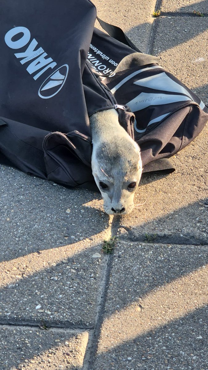 Zeehondencreche's tweet image. This poor seal pup was found by the police during an illegal rave in Borgsweer this early morning. 😭 The police shut the rave down and brought the pup to safety. It's now in our center. She is ok, but a but small and her name is Rave. 💛