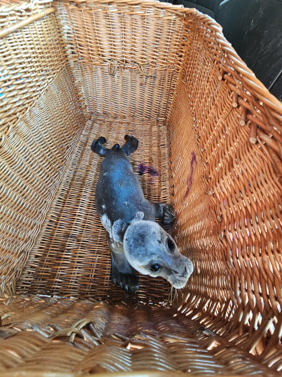 Zeehondencreche's tweet image. This poor seal pup was found by the police during an illegal rave in Borgsweer this early morning. 😭 The police shut the rave down and brought the pup to safety. It's now in our center. She is ok, but a but small and her name is Rave. 💛
