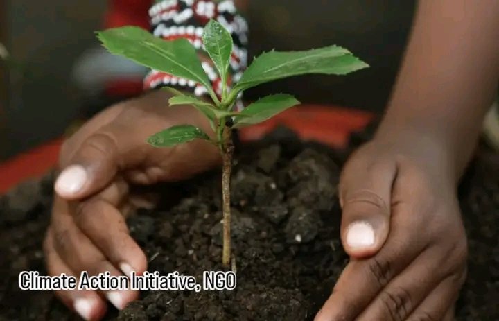 CLIMATEINITIATV's tweet image. “This tree won’t go viral. It won’t trend. But one day, it will shade a child walking home from school. That’s enough for today.” 🌳

#TreeByTree #RealChangeRootsHere #GreenIsHuman #CAIKenya #ClimateAction #Trees #Climatediplomacy  #ClimateEmergency  #climatejustice  #trees