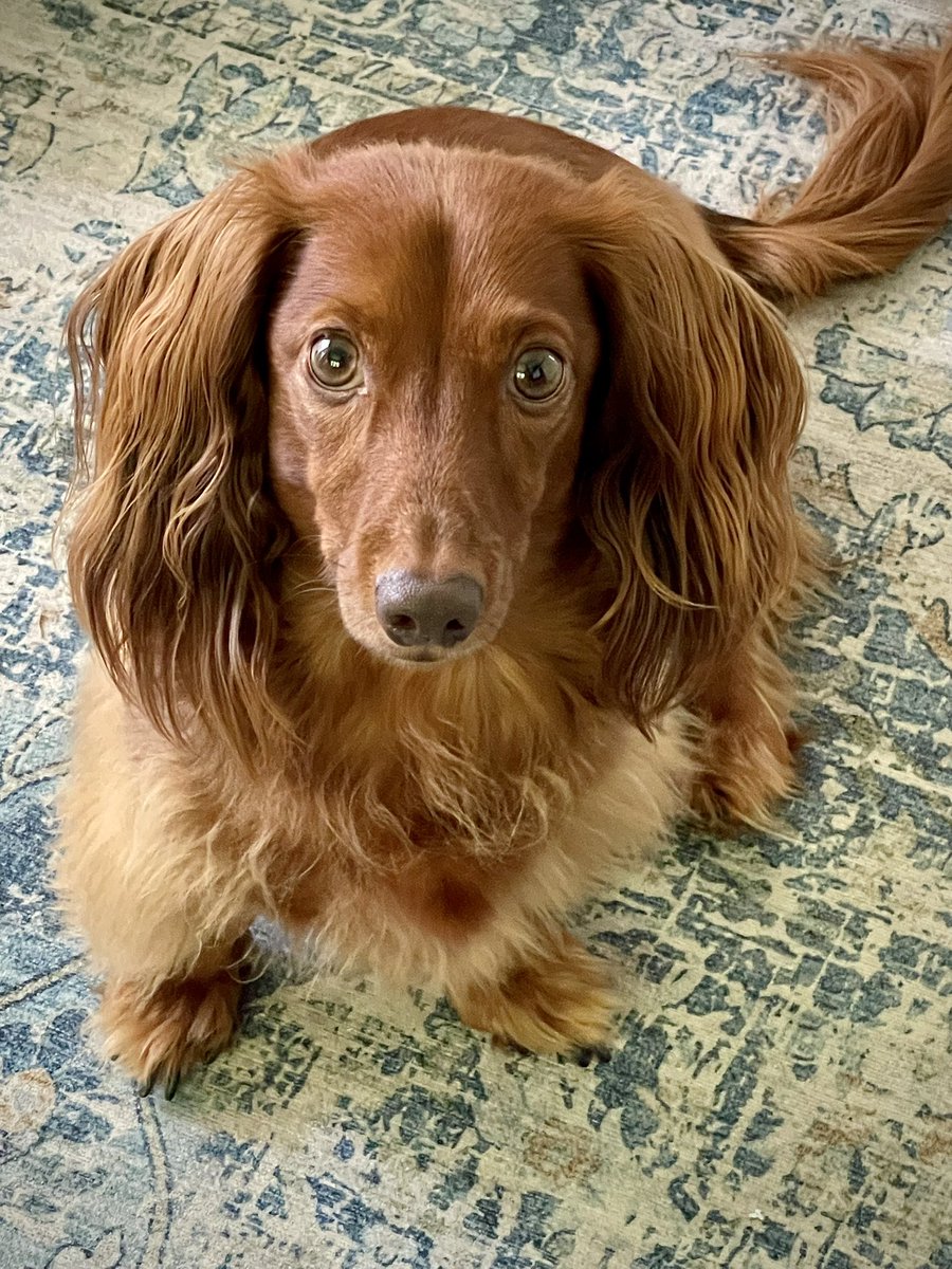 Have a great weekend friends!☀️🐾🎾 Love Sherman ❤️❤️❤️